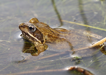 Grasfrosch (Rana temporaria) - © Gernot Kunz